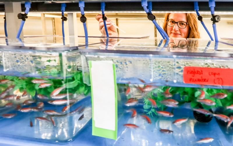 Judith Paridaen bij aquaria met zebravisjes