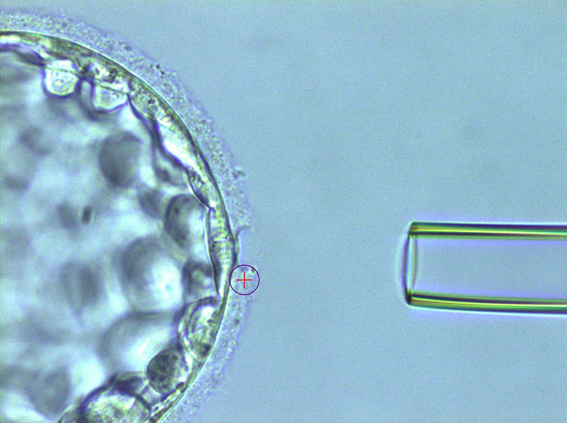 Biopteren embryo